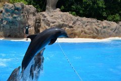 delfines, loro parque, puerto de la cruz