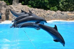 delfines, loro parque, puerto de la cruz