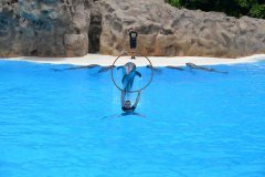 delfines, loro parque, puerto de la cruz