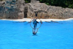delfines, loro parque, puerto de la cruz