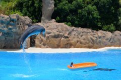 delfines, loro parque, puerto de la cruz