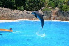 delfines, loro parque, puerto de la cruz