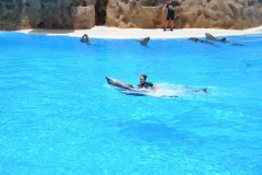 delfines, loro parque, puerto de la cruz