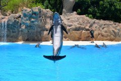 delfines, loro parque, puerto de la cruz