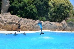 delfines, loro parque, puerto de la cruz