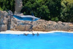 delfines, loro parque, puerto de la cruz