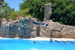 delfines, loro parque, puerto de la cruz