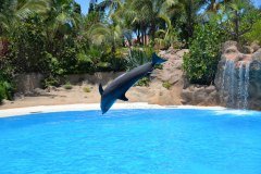 delfines, loro parque, puerto de la cruz