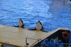 orcas, loro parque, puerto de la cruz