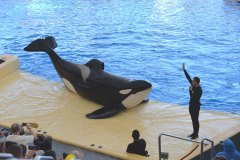 orcas, loro parque, puerto de la cruz