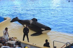 orcas, loro parque, puerto de la cruz