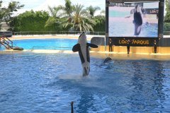 orcas, loro parque, puerto de la cruz