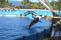 orcas, loro parque, puerto de la cruz