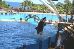 orcas, loro parque, puerto de la cruz