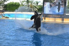 orcas, loro parque, puerto de la cruz