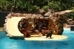 focas, loro parque, puerto de la cruz
