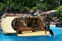focas, loro parque, puerto de la cruz