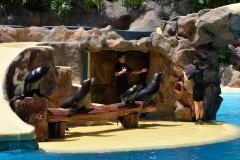 focas, loro parque, puerto de la cruz