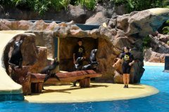 focas, loro parque, puerto de la cruz