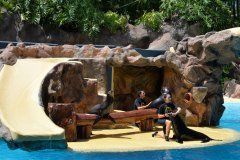 focas, loro parque, puerto de la cruz