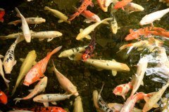 koi, loro parque, puerto de la cruz