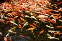 koi, loro parque, puerto de la cruz