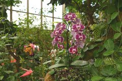 mariposario del drago, icod de los vinos