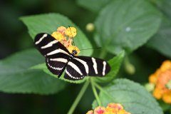 mariposario del drago, icod de los vinos