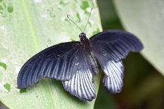 mariposario del drago, icod de los vinos