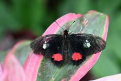 mariposario del drago, icod de los vinos