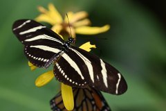 mariposario del drago, icod de los vinos