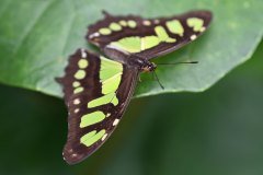 mariposario del drago, icod de los vinos