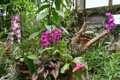 mariposario del drago, icod de los vinos
