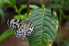 mariposario del drago, icod de los vinos