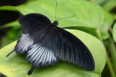 mariposario del drago, icod de los vinos