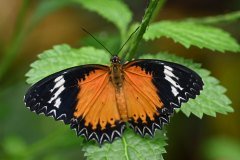 mariposario del drago, icod de los vinos