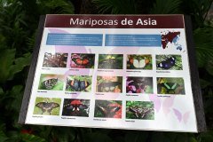 mariposario del drago, icod de los vinos