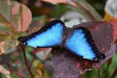 mariposario del drago, icod de los vinos
