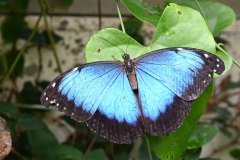 mariposario del drago, icod de los vinos