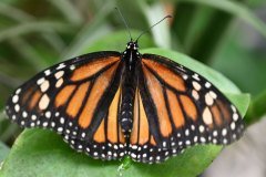 mariposario del drago, icod de los vinos