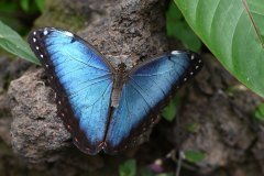 mariposario del drago, icod de los vinos
