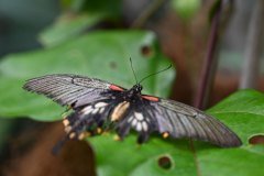 mariposario del drago, icod de los vinos