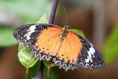 mariposario del drago, icod de los vinos