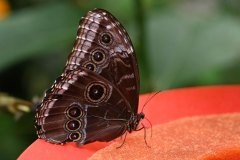 mariposario del drago, icod de los vinos