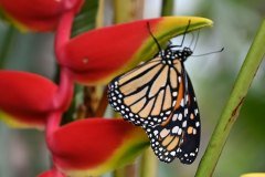mariposario del drago, icod de los vinos