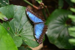 mariposario del drago, icod de los vinos