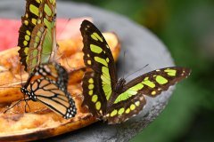 mariposario del drago, icod de los vinos