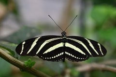mariposario del drago, icod de los vinos