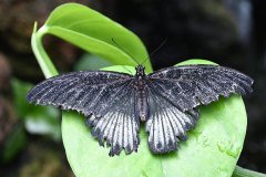 mariposario del drago, icod de los vinos