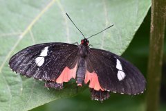 mariposario del drago, icod de los vinos